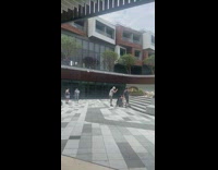 2 fluffy dogs pose on stairs 