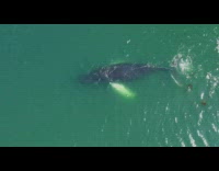 Drone flies over whale green ocean water 