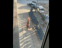 Inflatable dinosaur costume walks black dog sidewalk