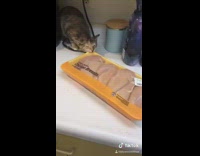 Collab BitchMP - Cat tries to eat chicken breasts container 