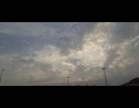 Flock of birds fly and stay on one area