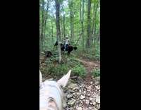 Horse jumps over log woods