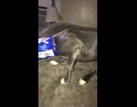 Pitbull Dog Gets Head Stuck in Blue Doritos Bag