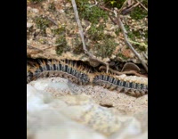 Time lapse of black fuzzy caterpillars 