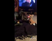 Black dog afraid of rudolph the red nose reindeer toy