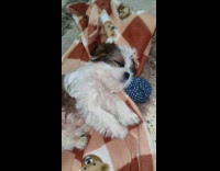 Puppy sleeps on dog blanket 