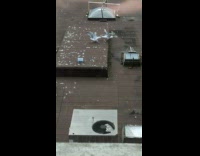 Two seagulls fight and pull each other on a food