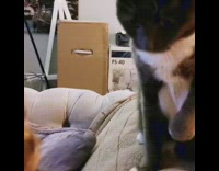 Cat on couch bites hair braid girl 