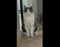 Pet cat called and stares long at the filmer and owner