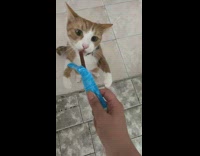 Girl gives cat stick treat blue wrapper