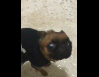 small brown dog in blue sweater turns to look back at camera 