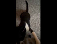 Cat bite and grab arm sleeve of filmer