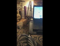 Small brown dog growls and grumbles