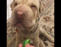 Collab Pets For All - Blonde Dog on Carpet Chews Eats Cashews