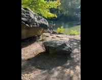 Man dance at central park alone at day in NY 