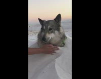 Collab BitchMP - Dog buried up to its head in sand 