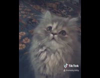 Grey cat looks back and forth 