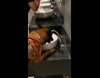 K9 Dog drinks on the bathroom faucet