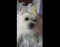 Small white dog wears teletubbies pipe cleaners 