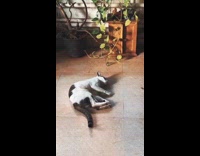 Woman calls cat rolls on the floor