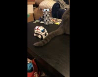 Small robot tries to catch gray cat tail