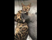 Brown cat grooms cat laying on top