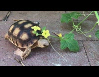 Small turtle eats leaves yellow flower plant 