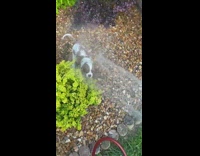 Small dog jumps and tries to bite hose water