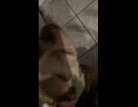 Bulldog approaches filmer gets body scratches