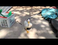Submitter shows duck walks around the yard