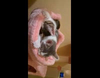 Kittens suckling at edge of pet bed 