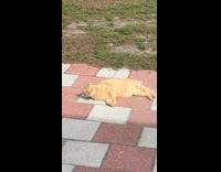 Pet cat lie down and rolled when filmer finger shoots it