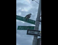 Hawk bird flies off with mouse rat