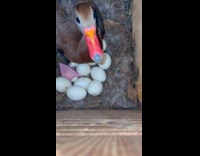 Duck with eggs huffs at man filming