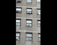 Apartment window flooded with pigeons
