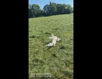 White dog rolls in grass 