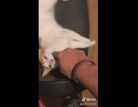 Collab Clips mpugc - Get out of here cat black chair