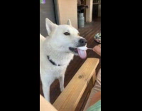 Dog licks the ice cream on stick