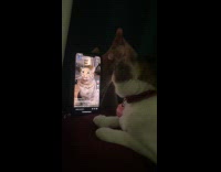 [third party] Cat watches cat tiktok videos on smartphone