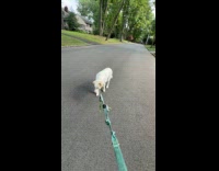Dog on street refuse to go walk