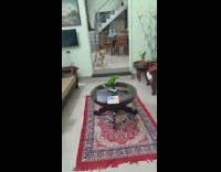 Fire in the hole christmas dog decorations