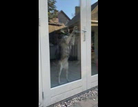 Brown dog tries to open locked door 