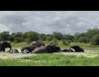 Hippo scare away elephant herd taking bath