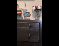 Hamster chewing fluff on hammock