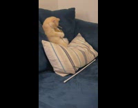 Kitten plays with toy on blue couch 