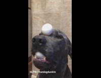 music grey dog balancing egg in mouth and mouth