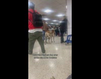 Collab Clips mpugc - Big brown white dog airport