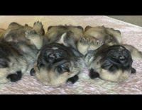 Five newborn pug puppies sleep on back 