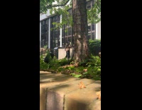 Woman tiktok dance outside window near tree