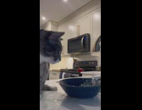 Collab BitchMP - Cat drinking from bowl spills